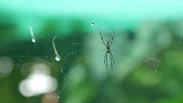 金丝圆织蜘蛛带雨视频素材