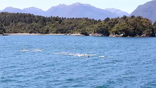 海湾达斯基湾的海豚视频下载