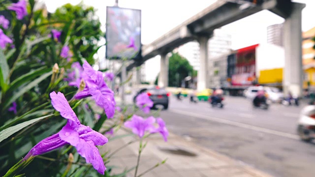 4K:曼谷路上的鲜花视频素材