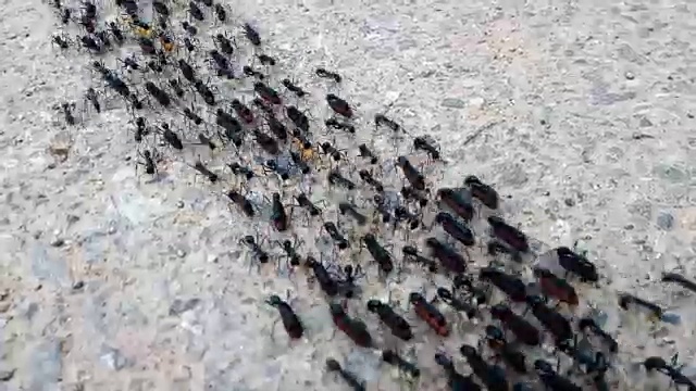 近距离观察地上的黑蚂蚁和蛋视频素材