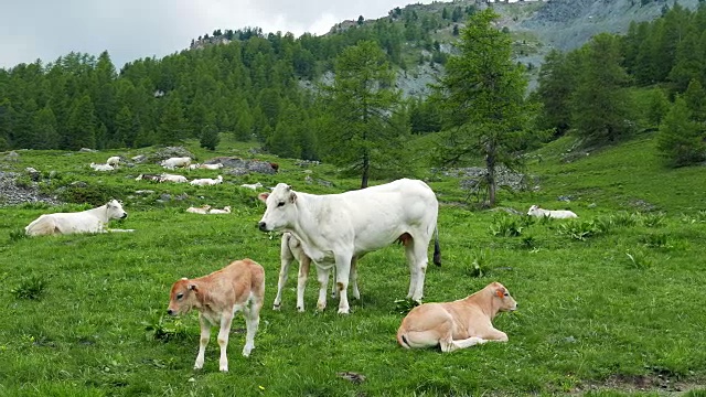 在意大利阿尔卑斯山的牧场上吃草的小牛视频素材