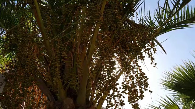 阳光透过绿油油的树枝和椰枣树的叶子视频下载