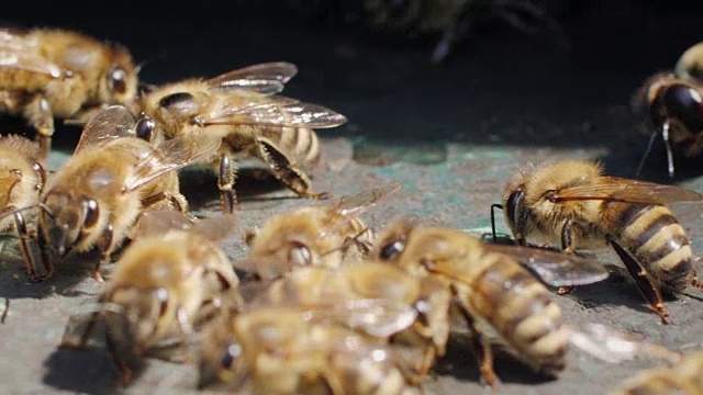 慢镜头中的蜜蜂视频下载