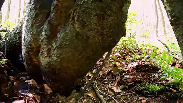 宾夕法尼亚州波科诺斯森林里的树洞视频下载