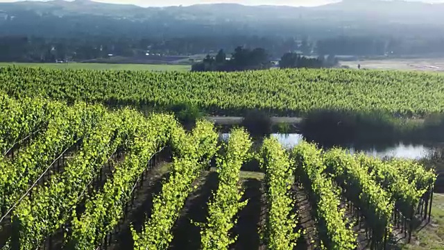阳光透过葡萄叶在北加州葡萄园-无人机拍摄视频素材