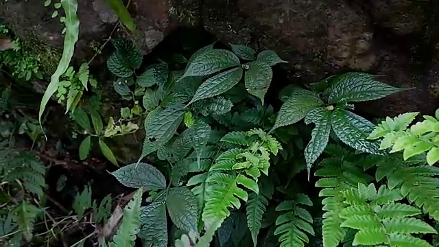 热带雨林中的绿蕨视频素材