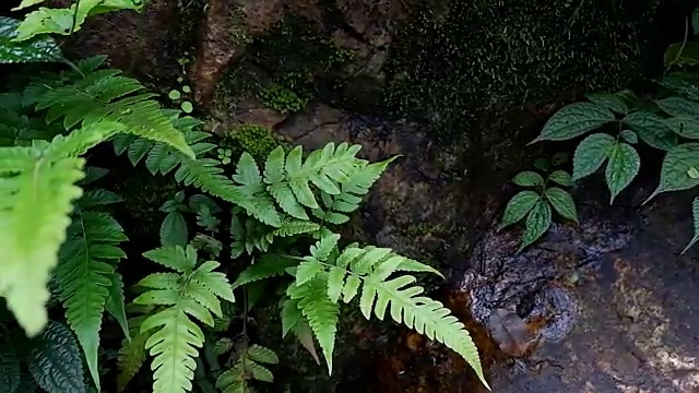 热带雨林中的绿蕨视频素材