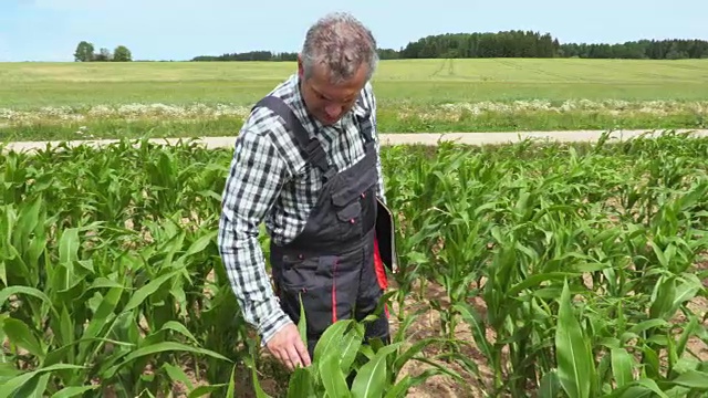 农民走在生长不良的玉米地里视频下载