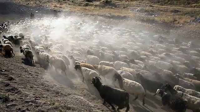 羊和山羊视频素材