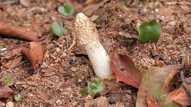 阳光森林里的野生蘑菇视频素材