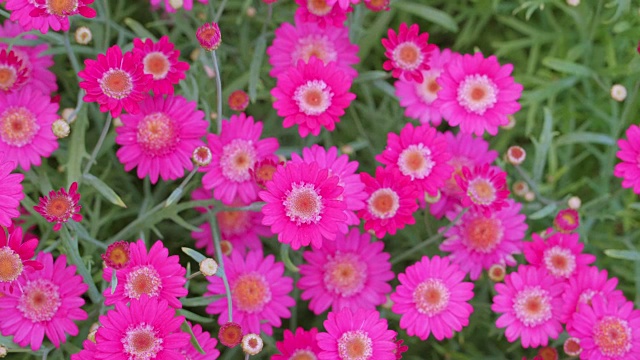 花园里的粉红色的花视频素材