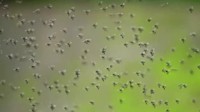 一群果蝇视频素材