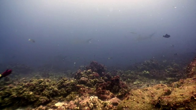 加拉帕戈斯海洋中浅滩鱼类中的双髻鲨。视频素材