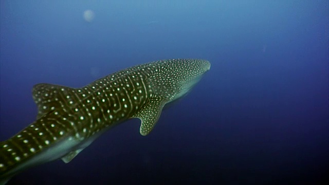 加拉帕戈斯海洋下的鲸鲨礁湖。视频素材