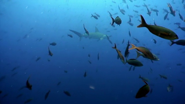 加拉帕戈斯海洋中浅滩鱼类中的双髻鲨。视频素材