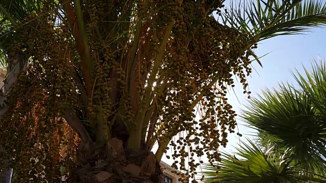 阳光透过树叶和种子在棕榈树，热带背景视频下载