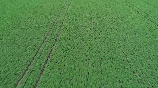 从空中俯瞰伊利诺伊州渥太华的一块豆地视频下载