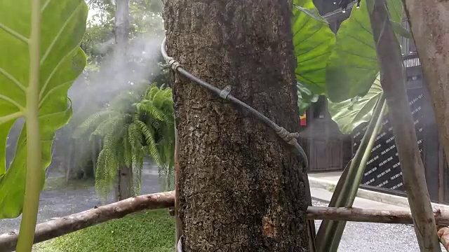 树制喷雾系统。视频下载