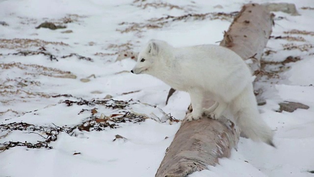 加拿大丘吉尔的北极狐视频下载