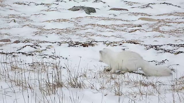 加拿大丘吉尔，北极狐跳入地面视频下载