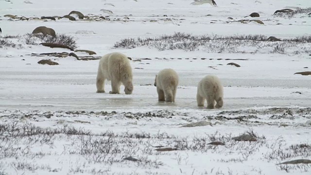 后面是三只在加拿大丘吉尔的北极熊视频下载