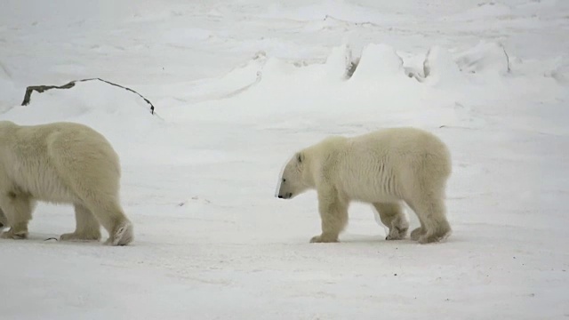 加拿大丘吉尔，北极熊在雪地上行走视频下载