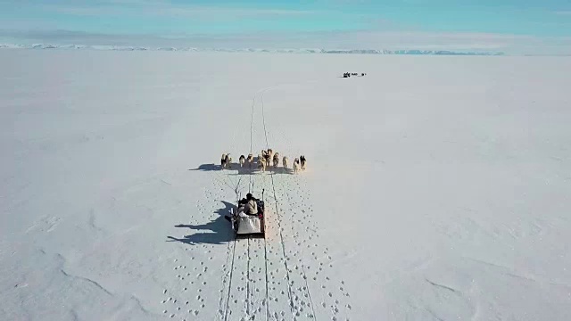 格陵兰岛的雪橇狗在雪地上奔跑视频下载