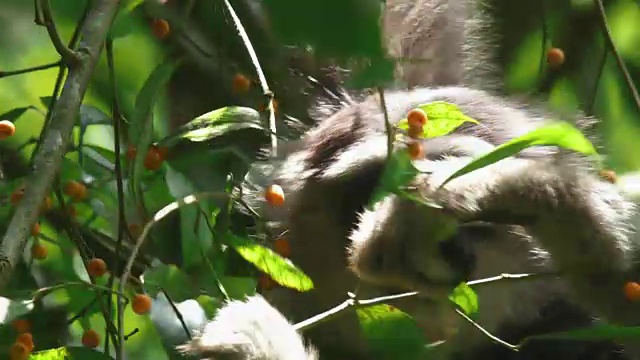 在印度尼西亚的哈利蒙沙拉克山国家公园，银色长臂猿正在吃树上的果实视频素材