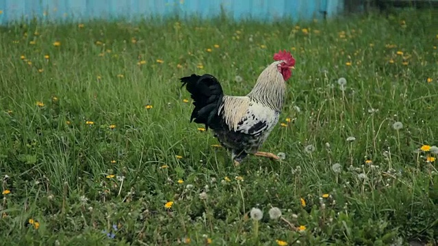 一只公鸡在一个小乡村农场里自由自在地游荡视频下载