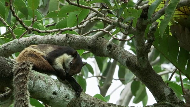 印度尼西亚哈利蒙萨拉克山国家公园树上的一只松鼠视频素材