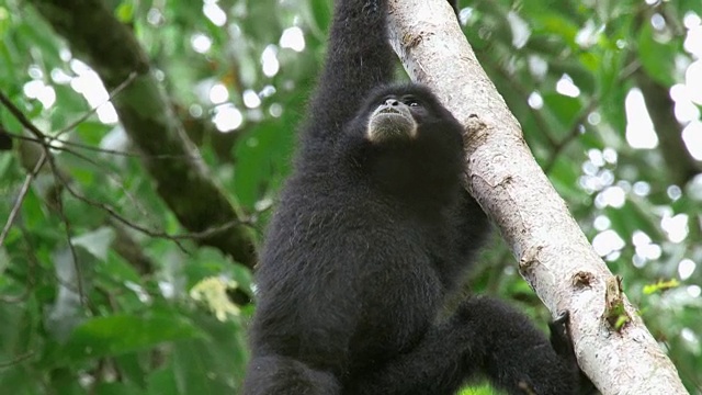 在印度尼西亚的哈利蒙萨拉克山国家公园的一棵树上，Siamang (Syndactylus)处于警戒状态视频素材