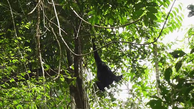 Siamang (Syndactylus)爬上一棵树在哈利蒙萨拉克山国家公园，印度尼西亚视频素材