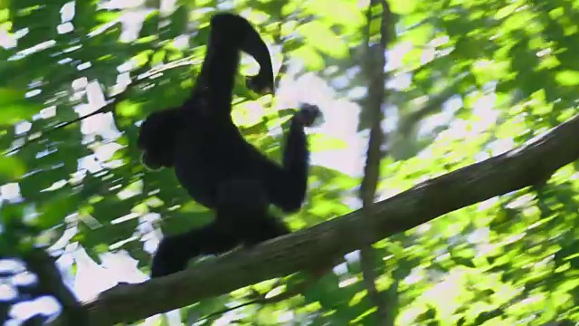 Siamang (Syndactylus)爬上一棵树在哈利蒙萨拉克山国家公园，印度尼西亚视频素材