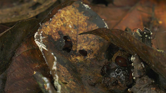 金龟子(金龟子总科)在印度尼西亚的哈利蒙萨拉克山国家公园滚着Siamang的粪便视频素材