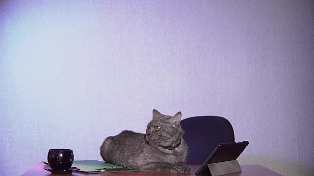 灰色的猫躺在商务中心的办公桌上视频素材