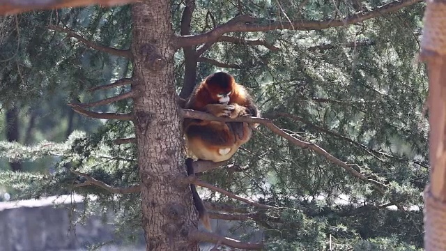 树上的金丝猴视频素材