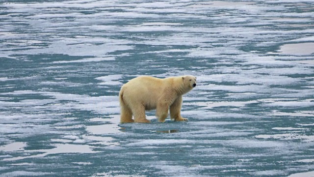 北极熊在冰上行走-挪威斯瓦尔巴特群岛视频下载