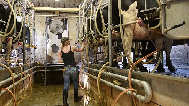 将挤奶机安装到奶牛身上的农场女工视频素材
