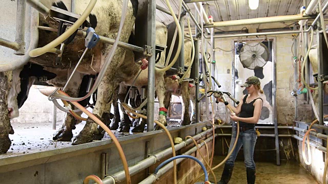 在奶牛场用挤奶机挤奶的年轻女子视频下载