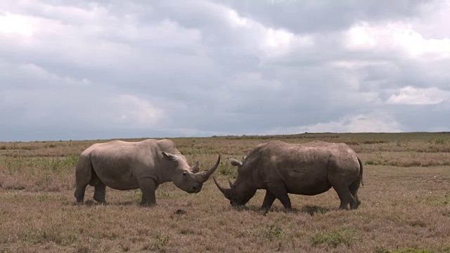 白犀牛在干燥的平原上对峙视频下载