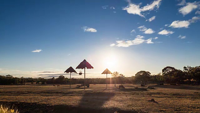 日出时分，澳大利亚新南威尔士州的Dubbo动物园里的长颈鹿视频素材