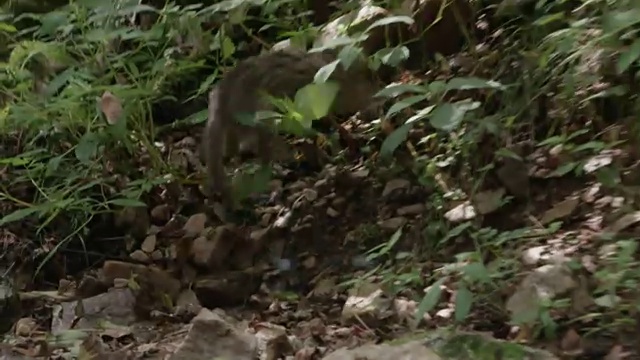 一只野猫在韩国非军事区附近的森林里奔跑视频下载