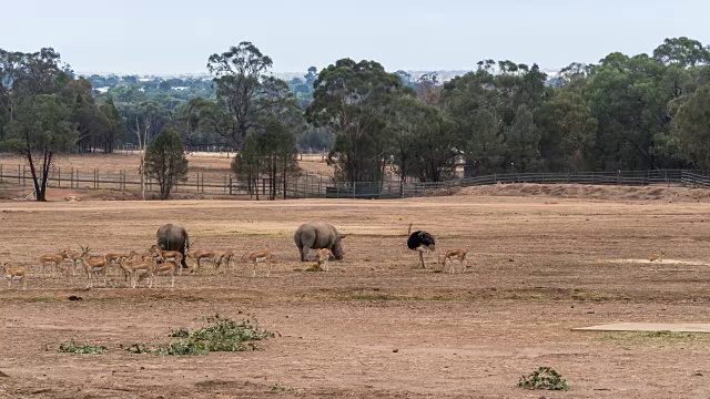 在澳大利亚新南威尔士州的Dubbo动物园里，可以看到羚羊和犀牛视频素材