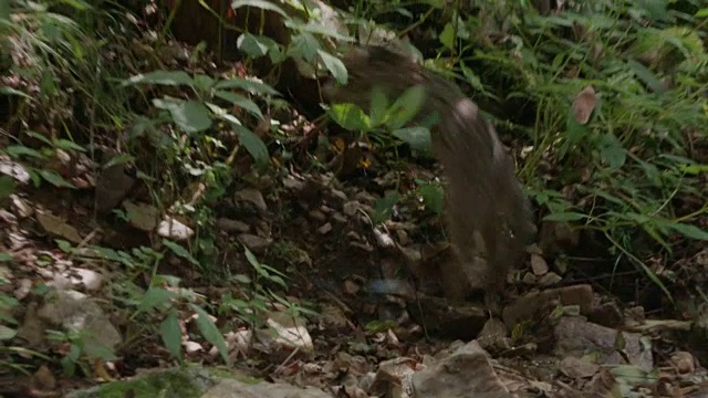 一只野猫在韩国非军事区附近的森林里奔跑视频下载