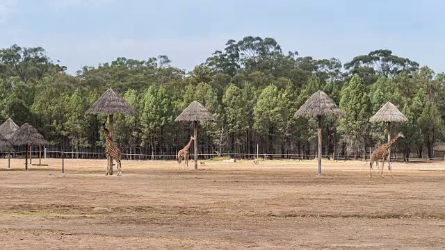 在澳大利亚新南威尔士州的Dubbo动物园里，长颈鹿正在吃东西视频素材