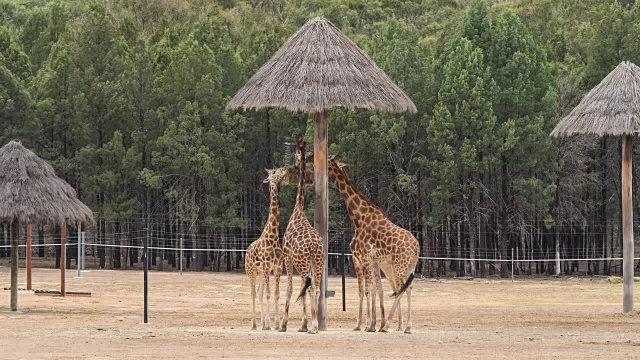 在澳大利亚新南威尔士州的Dubbo动物园里，长颈鹿正在吃东西视频素材