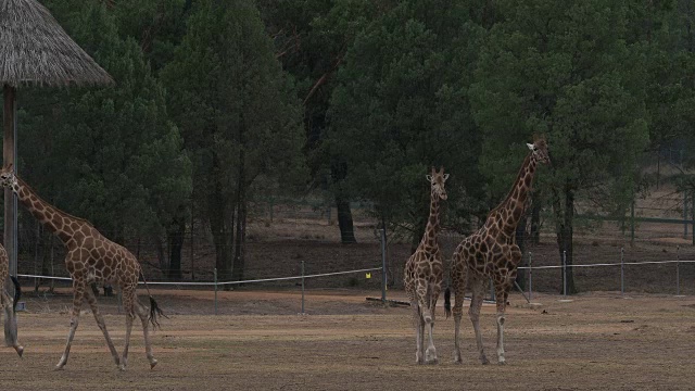 澳大利亚新南威尔士州Dubbo动物园里的长颈鹿视频素材