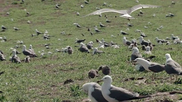仁川Ongjin-gun(濒危鸟类的自然栖息地)草地上的黑尾鸥群视频素材