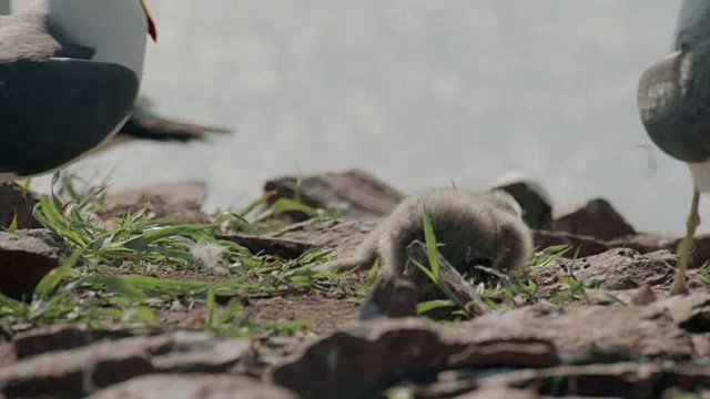 仁川Ongjin-gun(濒危鸟类的自然栖息地)黑尾鸥攻击幼鸟的照片视频素材