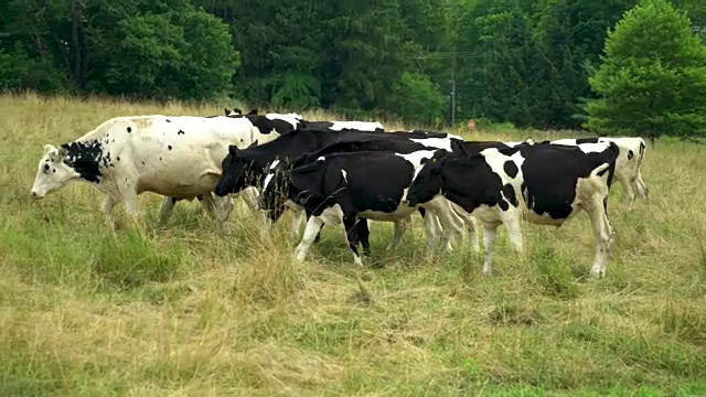 养牛的牛视频素材